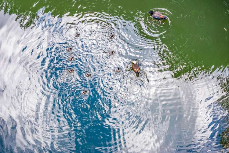 Lot 1 Whitmore Road Matakana_9