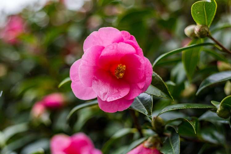 59 Arawhata Road Paraparaumu_27