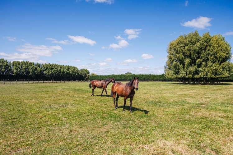 571 Kairanga Bunnythorpe Road Milson_21