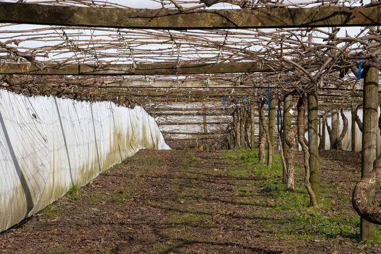 231 Walford Road Aongatete_4