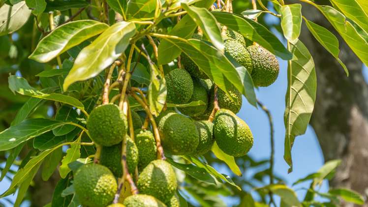 233 Waipapa Block Road Whakamarama_17