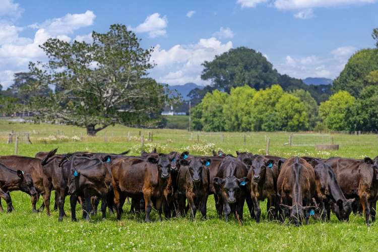 394A Ngaruawahia Road Te Kowhai_43