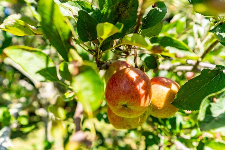 915 State Highway 14 Maungatapere_36