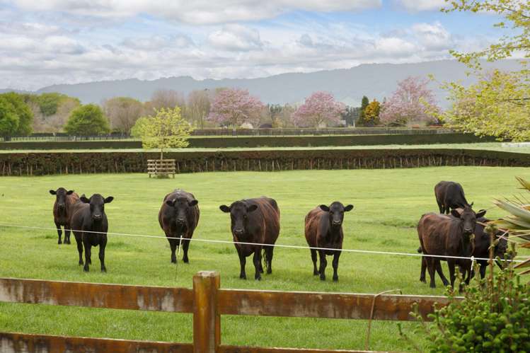 160 Tower Road Matamata_34