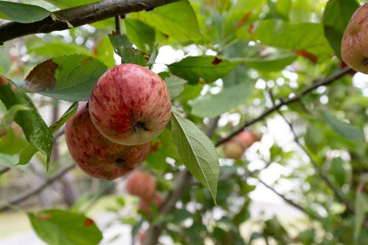 12 George Street Te Aroha_14