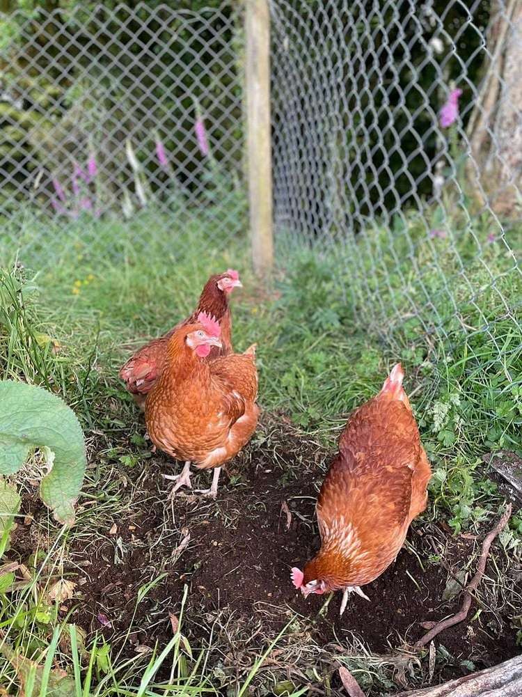 145 Hanga Road Lower Kaimai_7