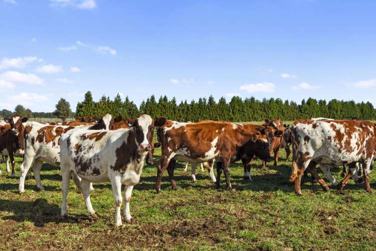 411 Marychurch Road Matangi_9