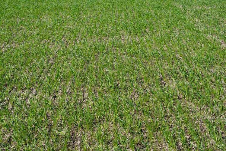 270 and 280 Tinwald Westerfield Mayfield Road Tinwald_8