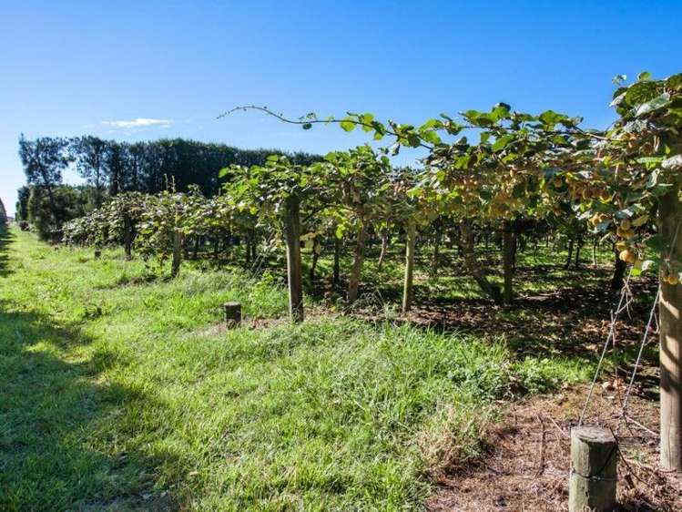 33 Burt Road Matata_15