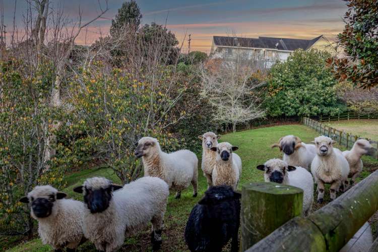 192 A&B Mangorei Road Merrilands_39