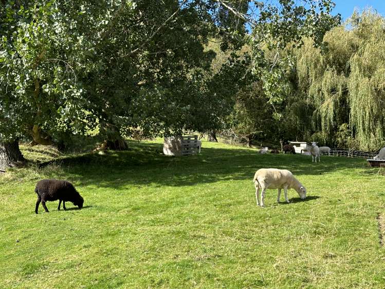 26 Dickson Street Macandrew Bay_15