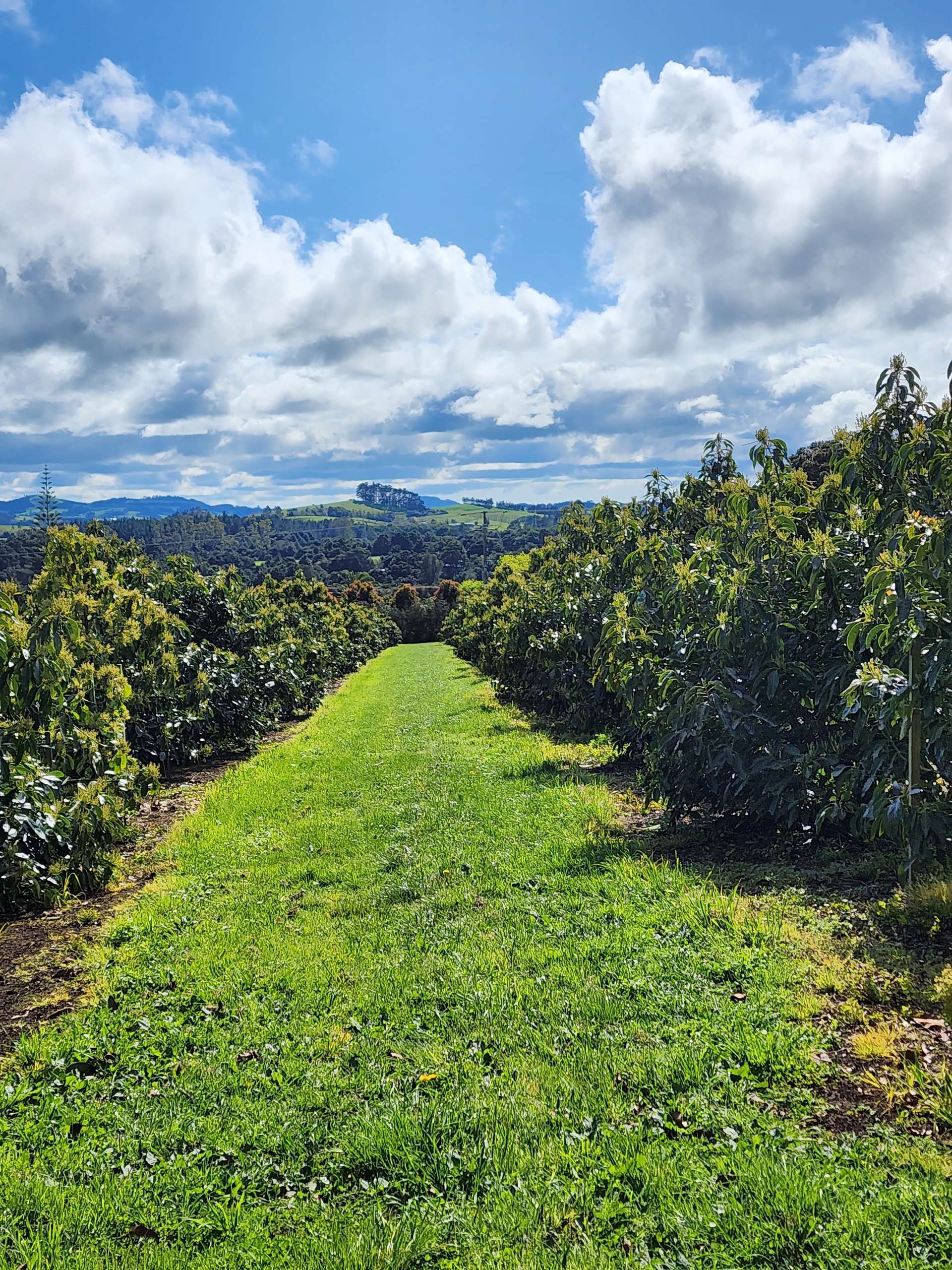 493 Mangakahia Road Maungatapere_0