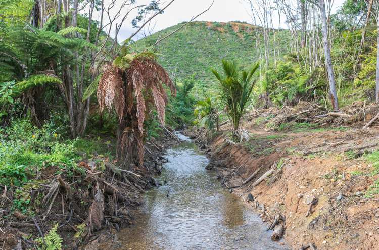 982B Manaia Road Coromandel_31