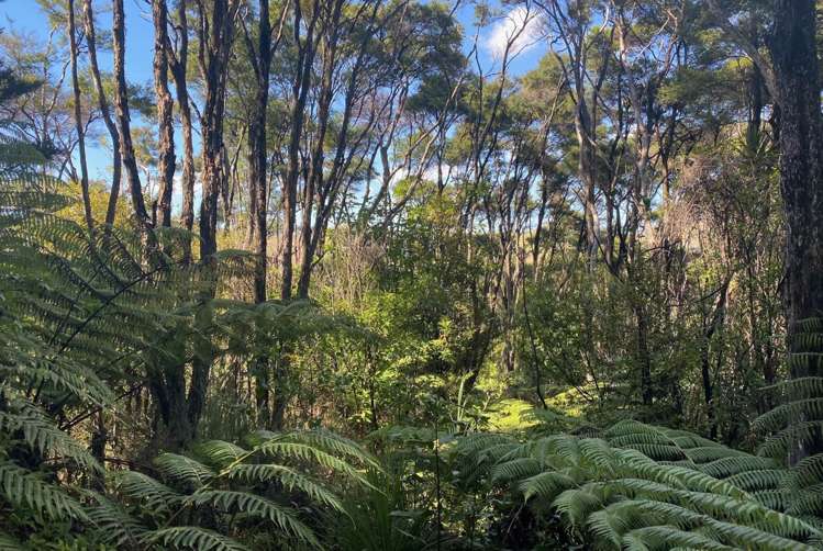 1329 Hibiscus Coast Highway Waiwera_19