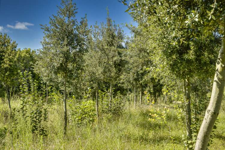 1778 Pakowhai Road Pakowhai_14