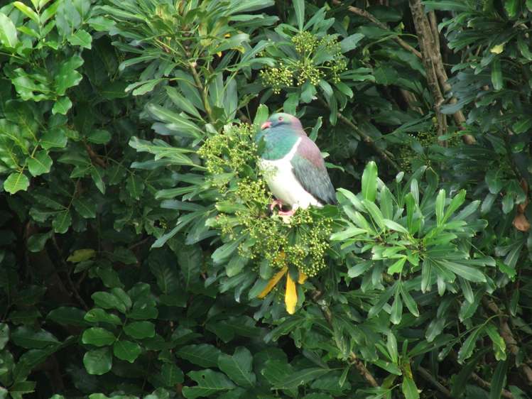 59b Manu Crescent Upper Vogeltown_18