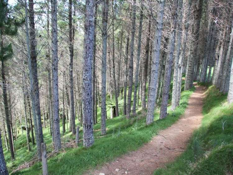 Otaraoa Road Tarata_13