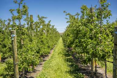 Rakete Orchards LP_3