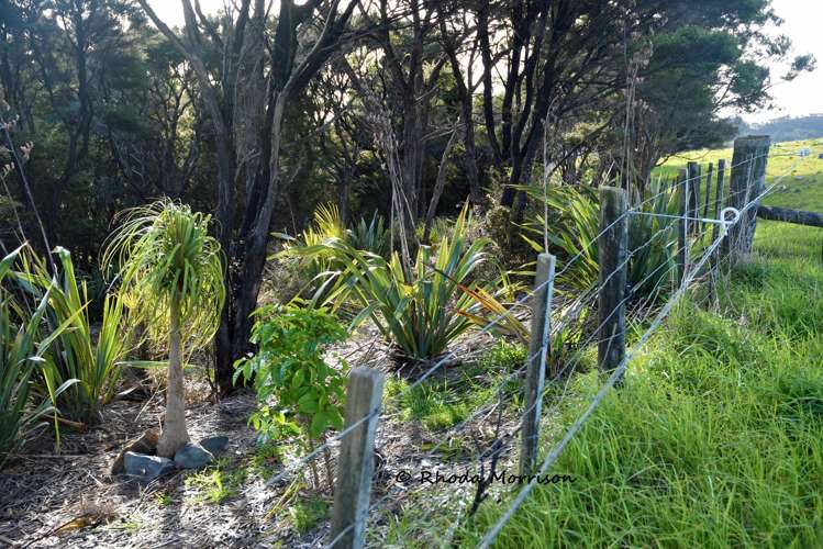 100 Te Wairoa Lane Matakohe_17