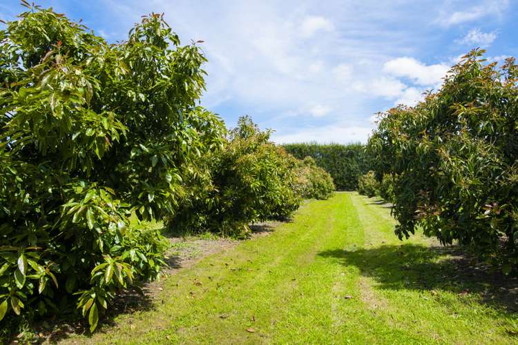 288 Lavenham Road Patutahi_22