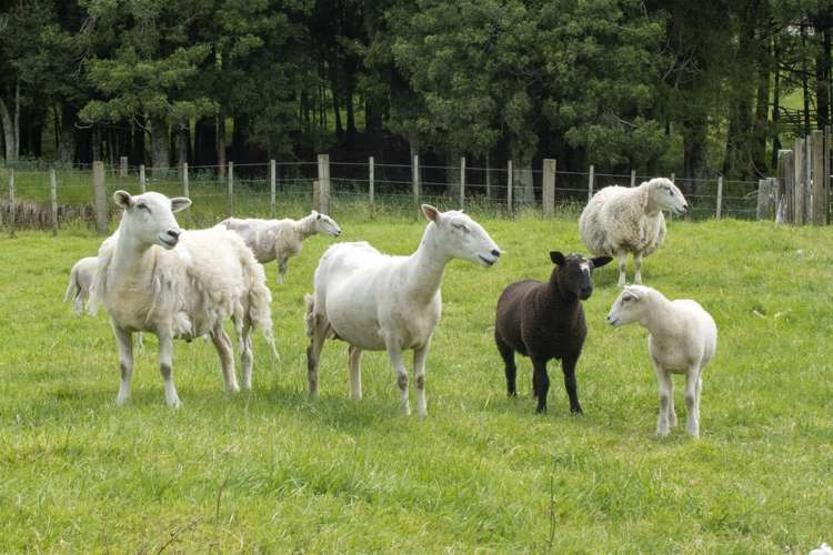 232 Mcphail Road Oropi_4