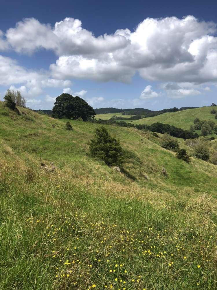 725 Golden Stairs Road Paparoa_12