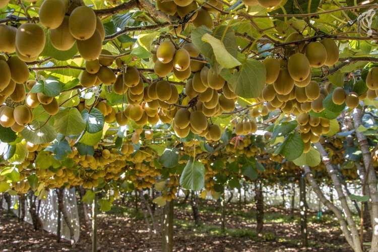 175 Busby Road Katikati_19