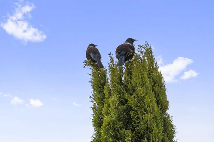 26 Pacific Parade Army Bay_24