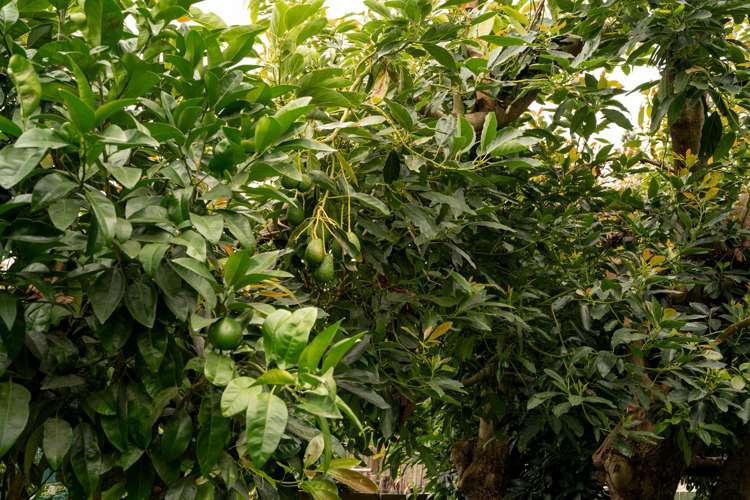 47B Taniwha Place Bethlehem_25