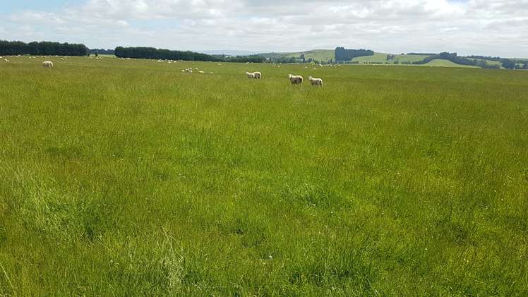 259 Kaihiku Church Road Clinton and Surrounds_7