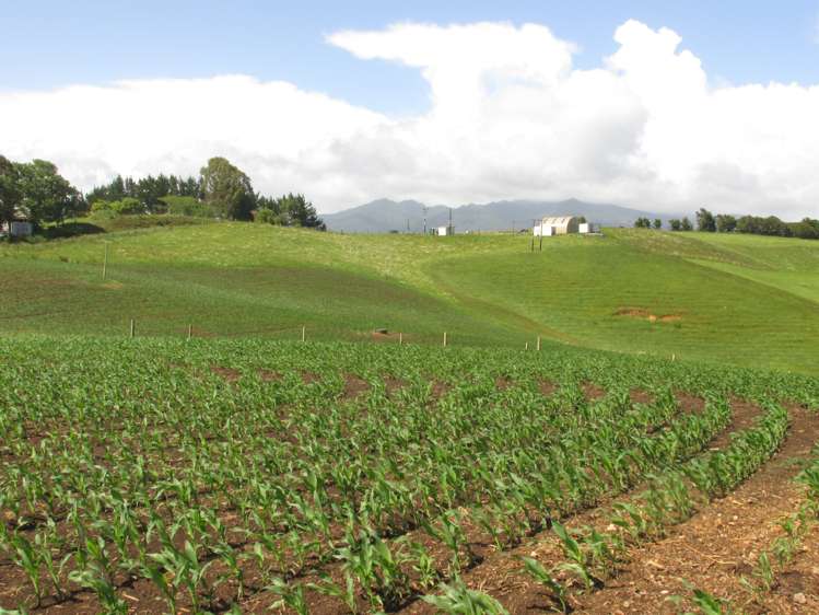 35 Grove Access Road Karamu_44