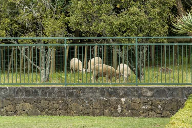 37 Maungakiekie Avenue Greenlane_10