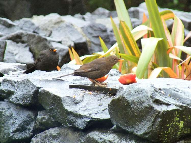 53 Kitewaho Road Swanson_49