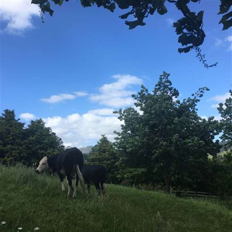 473 Kauaeranga Valley Road Thames_48