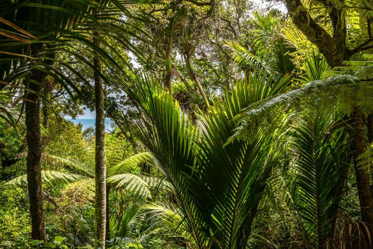 61 Trig Hill Road Onetangi_3