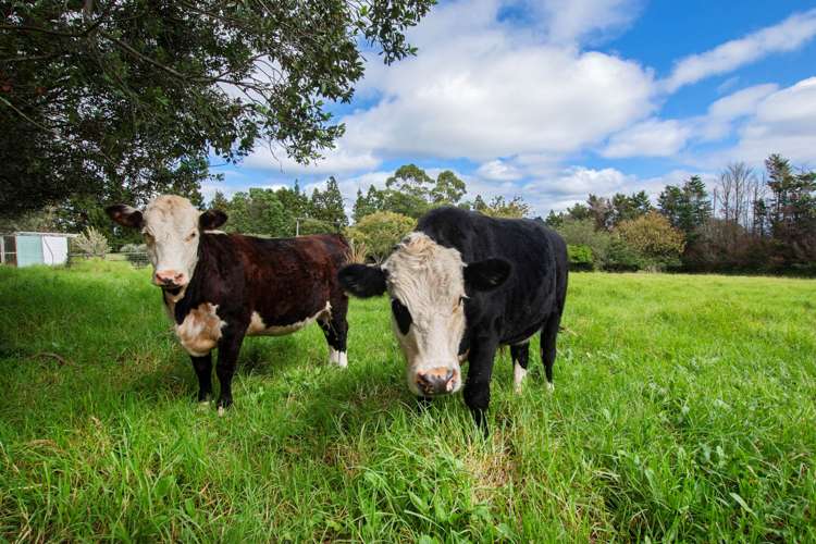 410 Whatitiri Road Poroti_17