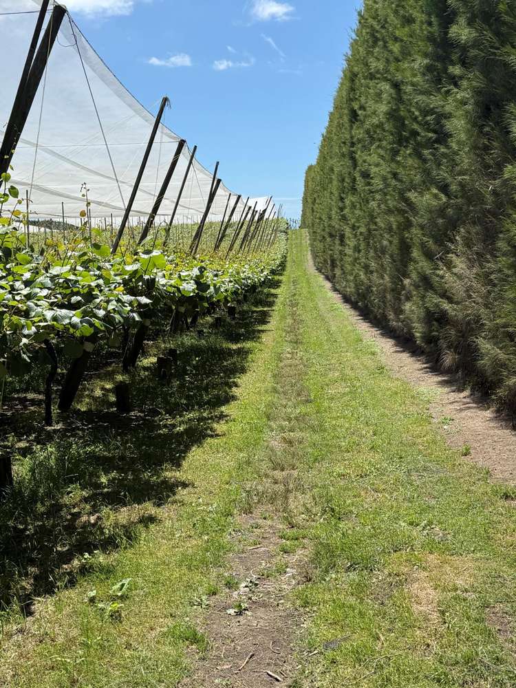 80 Roydon Downs Road Paengaroa_13