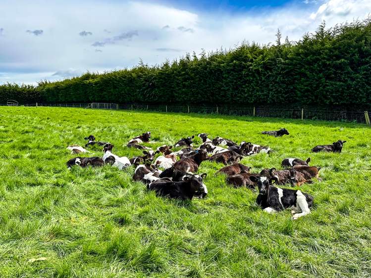 222 Boggyburn Road Winton Surrounds_10