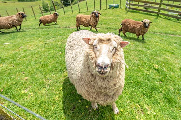 62A Mission Road Westmere_26