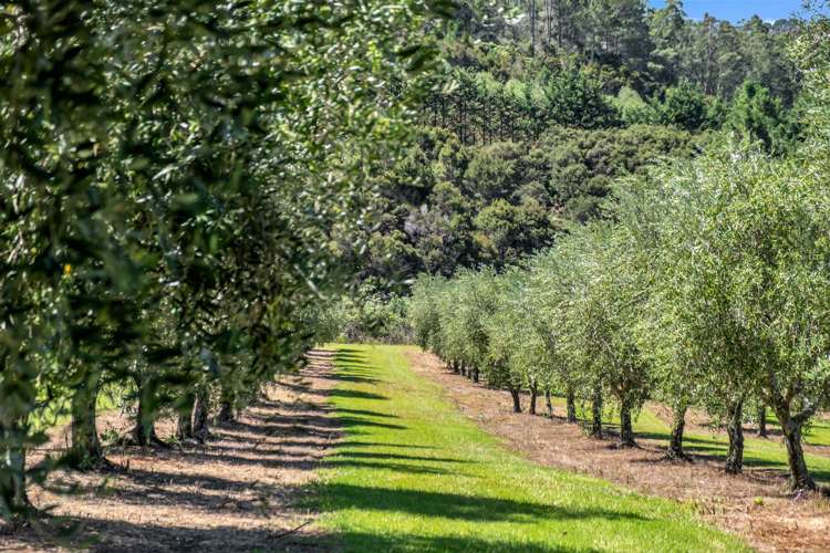 79 Leccino Valley Road Mangonui_32