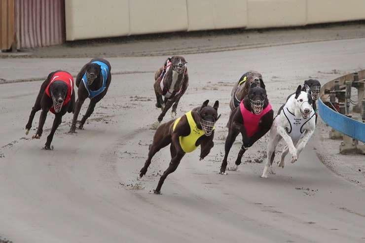 Wanganui Greyhound Racing Club is selling the stadium buildings and other improvements at the Hatrick Raceway site. Photo / Supplied