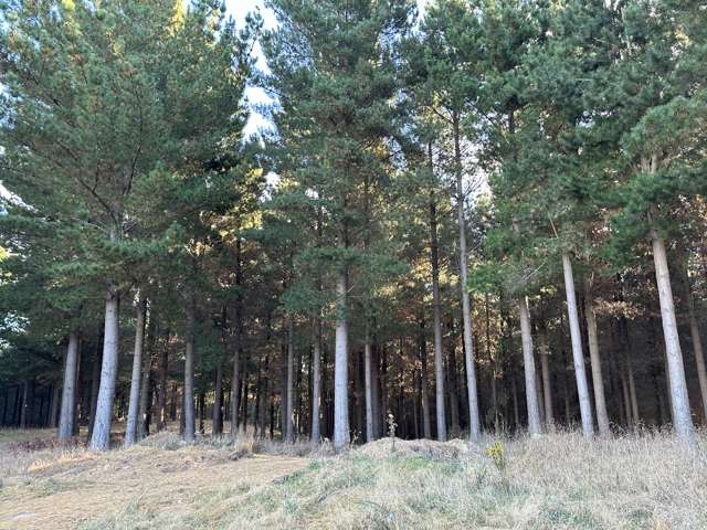 Forestry Block on Horse Range