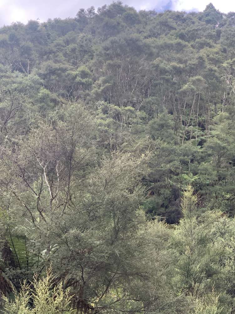 910 Upper Mangaehu Road Makahu Stratford Rural Property For Sale One Roof