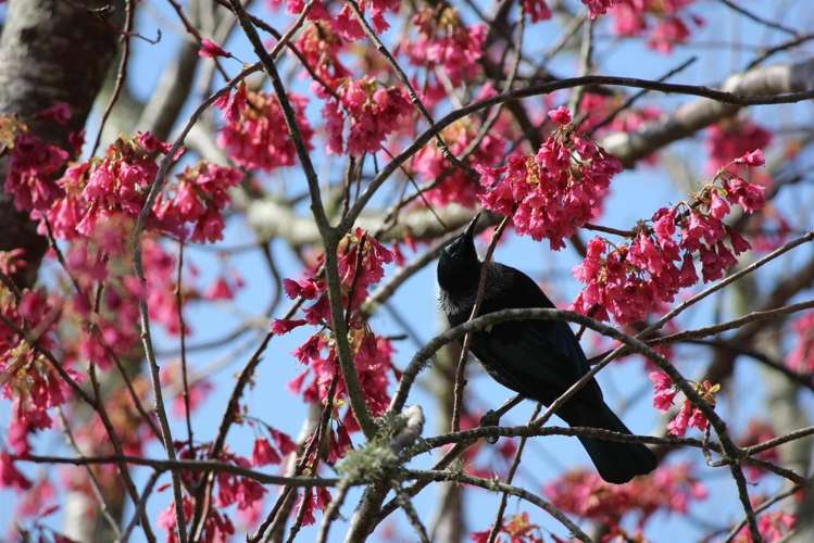 262 Henry Watson Road Matamata_15