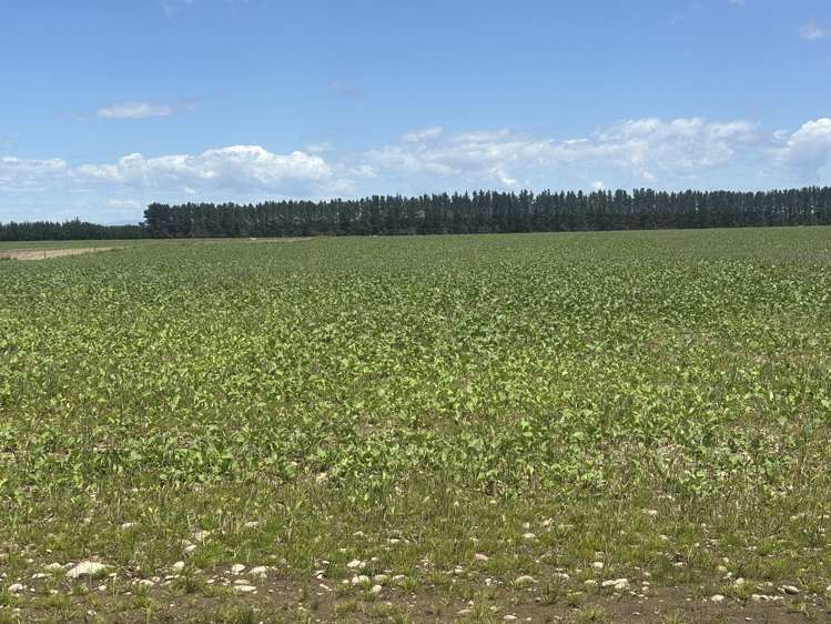 Burnham Road Temuka_23