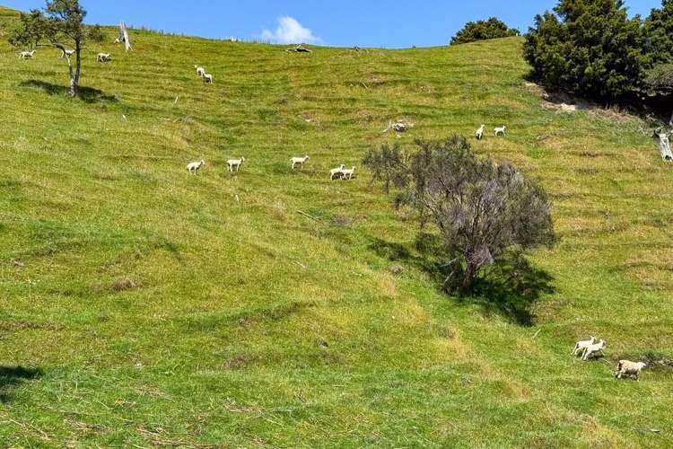 131 Rangitane Road Mangaweka_21