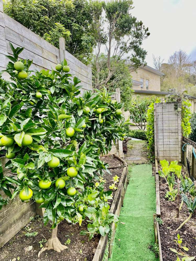 12 Blue Gum Drive Warkworth_17