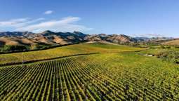 World-class Marlborough organic vineyard