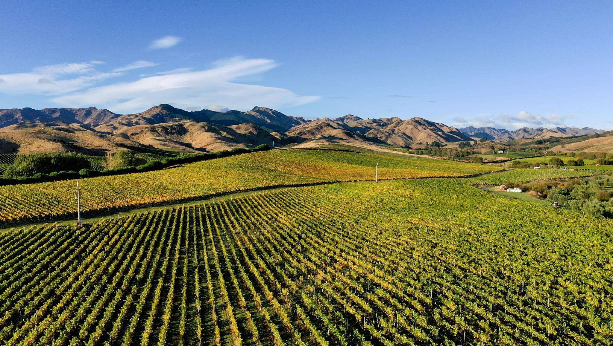 World-class Marlborough organic vineyard