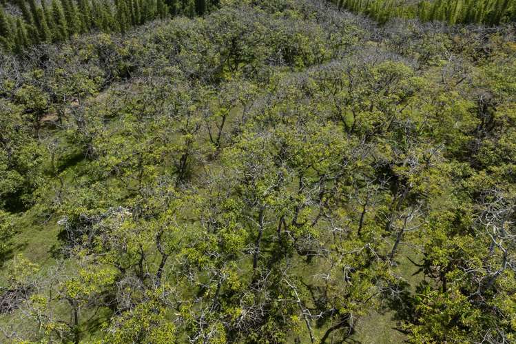 142 Takahe Road/ 2 Kaka St Ahipara_26